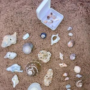 Real Southern California collected shells!